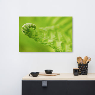 Fern Curl Botanical, Nature Photography Canvas Wall Art Print, 24" X 36"