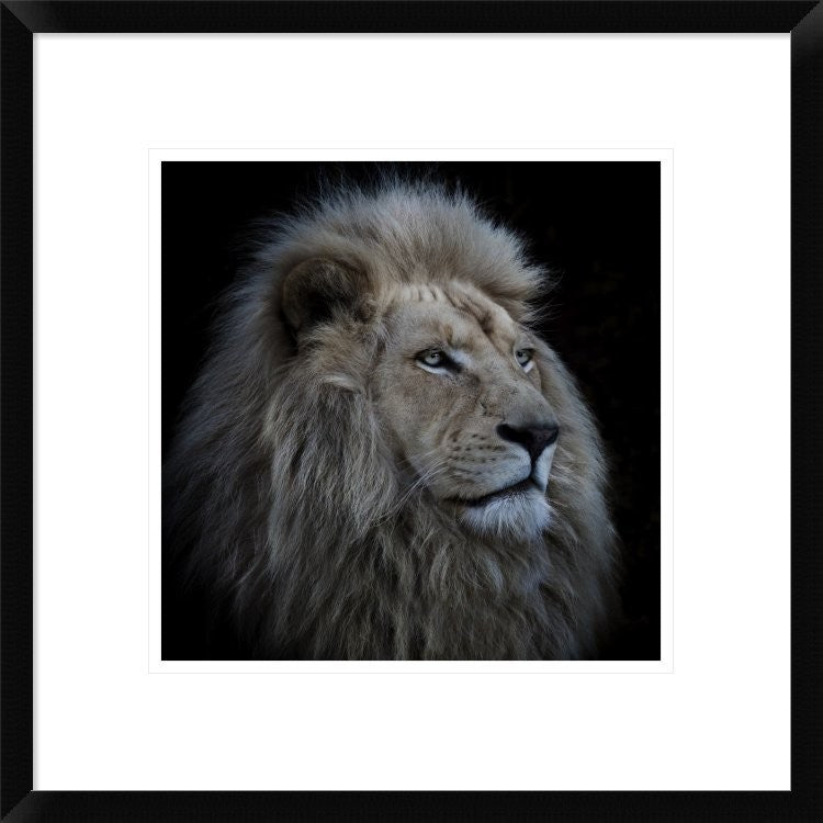 "Proud Lion" Framed Digital Print by Louise Wolbers, 20"x20"