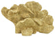 Plutus Brands Coral Decoration, Gold Resin