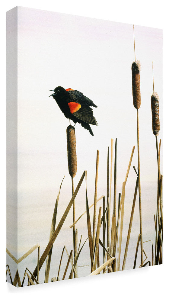 Ron Parker 'Early Arrival Red Winged Blackbird' Canvas Art, 19"x12"