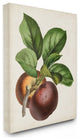 Vintage Fruit Painting, 30"x40"