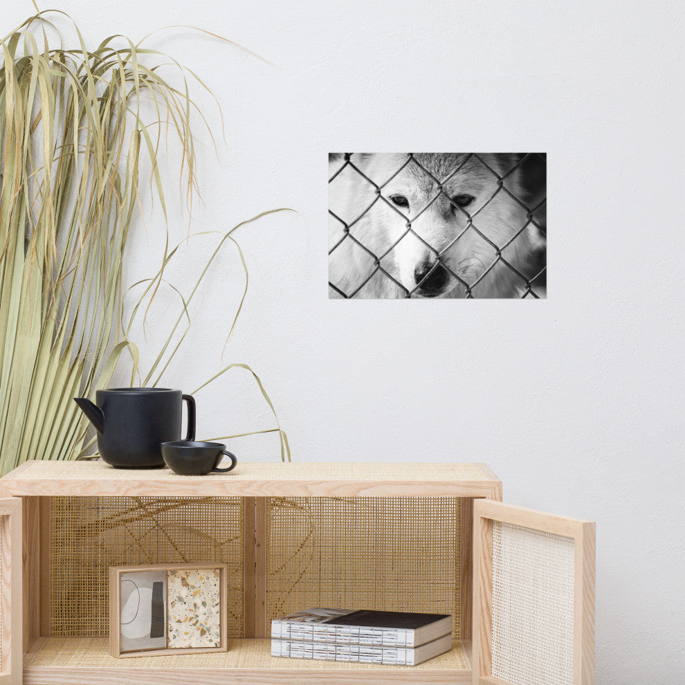 Dreams of Freedom Black & White Wildlife Photo (Wolf) Unframed Wall Art Print, 12" X 18"