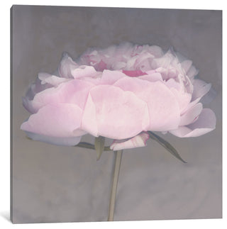 "Jolie" Wrapped Canvas Art Print, 12x12x1.5