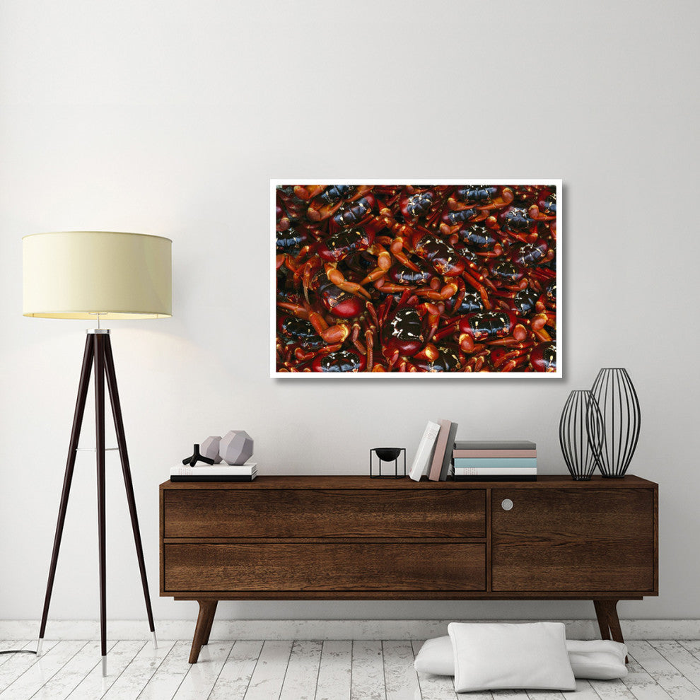 "Christmas Island Red Crab females, Christmas Island" Paper Art, 50"x34"