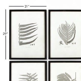 6-Piece Framed Gray-Tone Fern Print Set