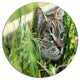 Lovely Kitten In Grass, Animal Round Wall Art, 23"