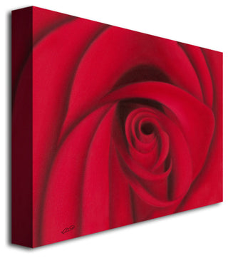 'Red Rose' Canvas Art by Rio