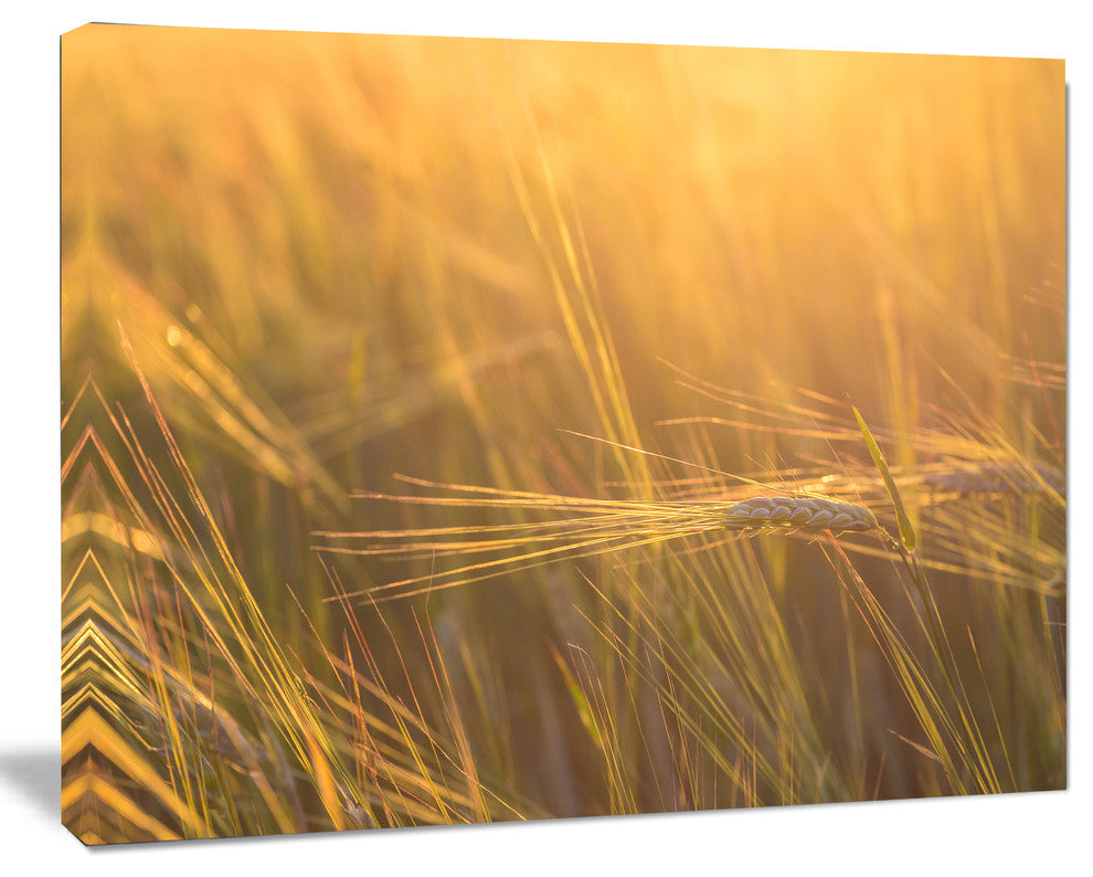 Wheat Field Close up at Sunset, Large Landscape Canvas Art, 40"x30"