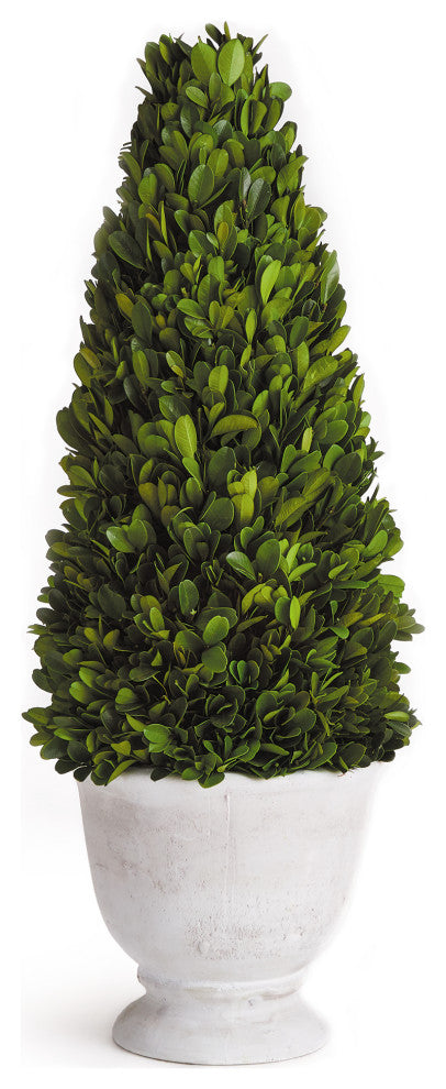 Boxwood Cone Topiary, Pot