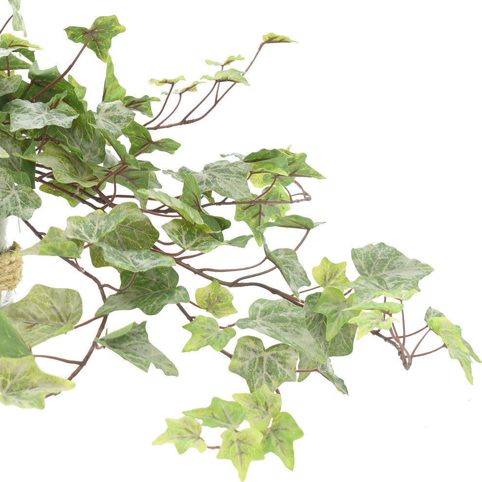 Ivy in Glass Vase with Rope