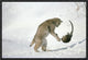 "Bobcat hunting Muskrat in the winter, Idaho"  by Michael Quinton, 19x13"