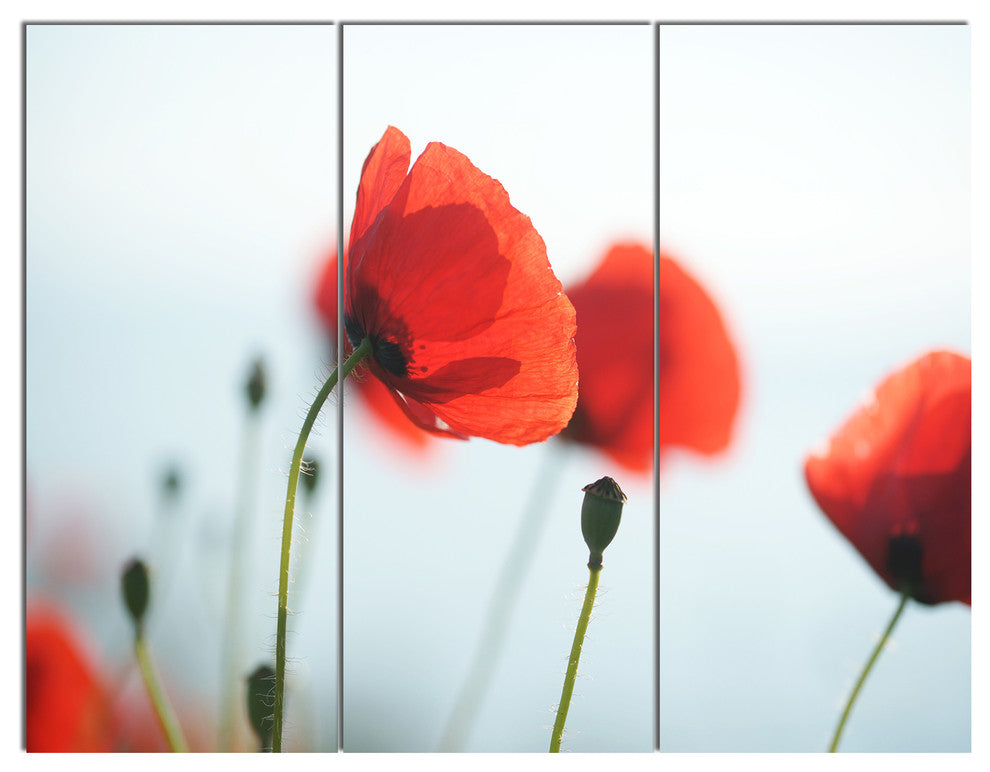Poppies on Background of Sea, Floral Triptych Canvas Art Print, 36x28, 3 Panels