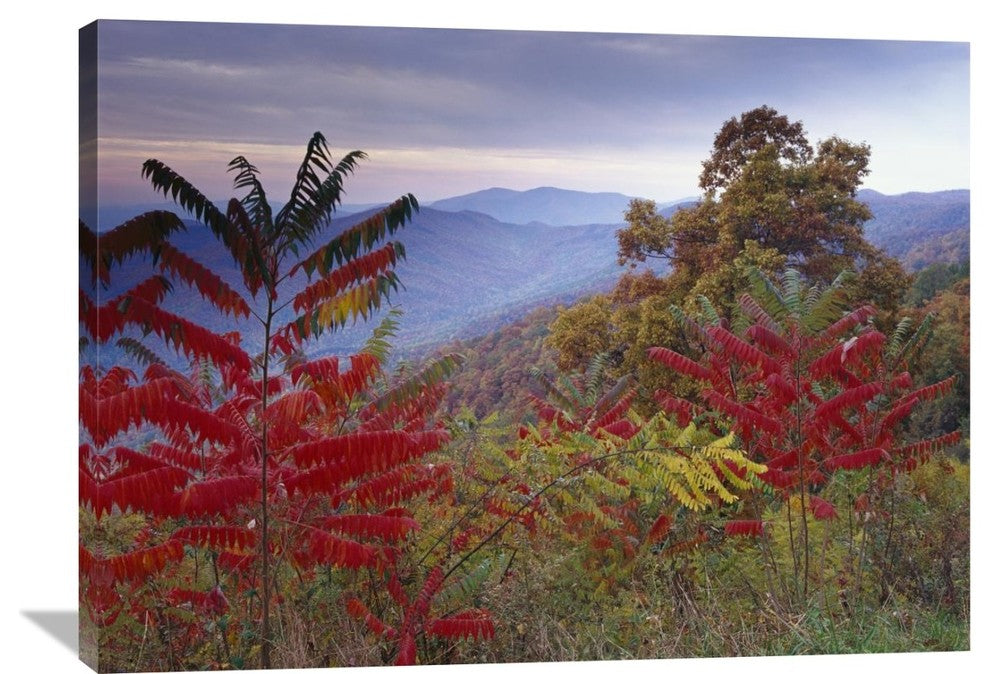"Staghorn Sumac In Autumn, Blue Ridge Mountain Range, Virginia" Artwork