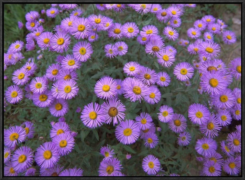 "Smooth Aster plant in full summer bloom, Colorado"  by Tim Fitzharris, 25x19"