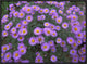 "Smooth Aster plant in full summer bloom, Colorado"  by Tim Fitzharris, 25x19"