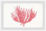 "Lone Coral" Framed Painting Print, 18"x12"