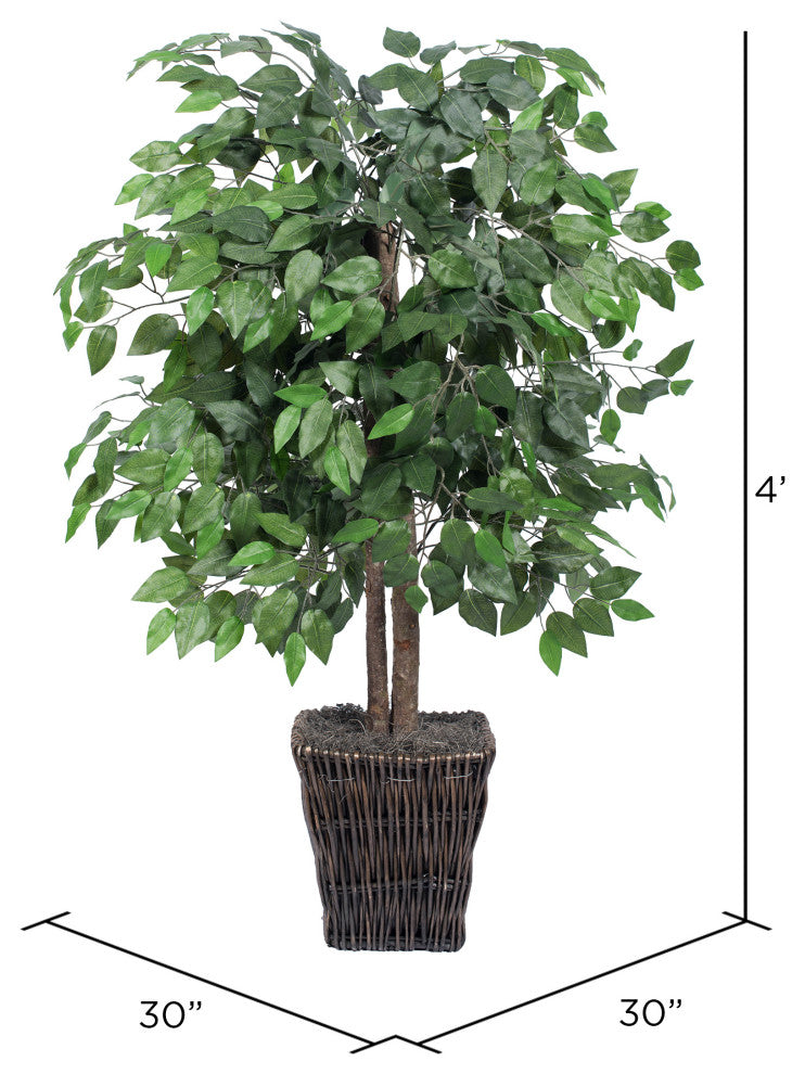 4' Ficus In Square Willow Container