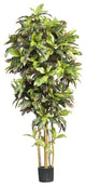 6' Croton Silk Tree