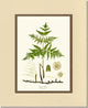 "Eagle Fern" Botanical Art, 8"x10", Cream and Gold