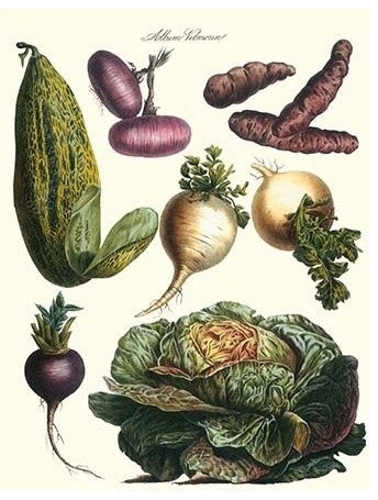 Vegetables; Melon, Onion, Cabbage, Potato, Raddish- Fine Art Giclee Print