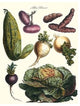 Vegetables; Melon, Onion, Cabbage, Potato, Raddish- Fine Art Giclee Print