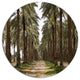 Date Palm Plantation Photography, Modern Forest Round Wall Art, 11"