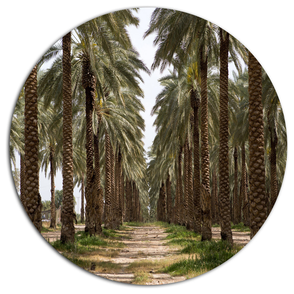 Date Palm Plantation Photography, Modern Forest Round Wall Art, 11"