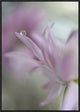"In Pink Delight" Framed Canvas Giclee by Heidi Westum, 22x31"