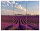 Shiny Lavender Field in Provence, Landscape Canvas Wall Art, 36x28, 3 Panels
