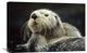"Sea Otter Floating In Kelp, North America" Artwork, 30" x 20"