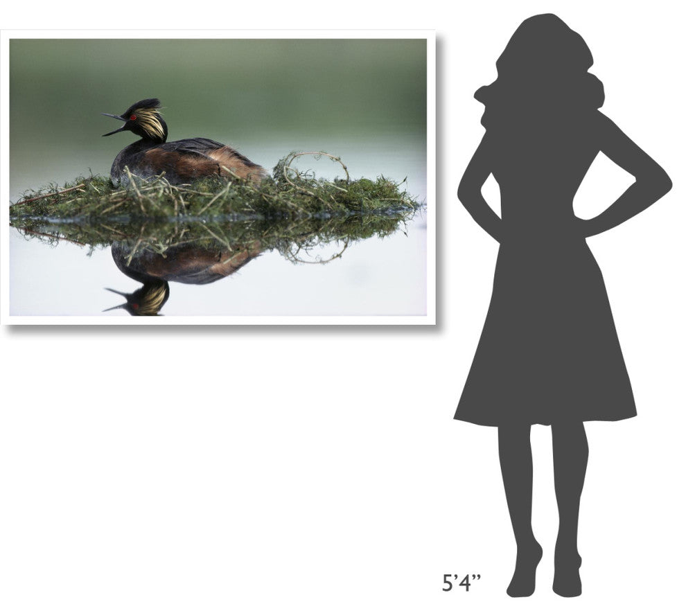 "Black-necked Grebe calling, incubating eggs, North America" Paper Art, 50"x34"