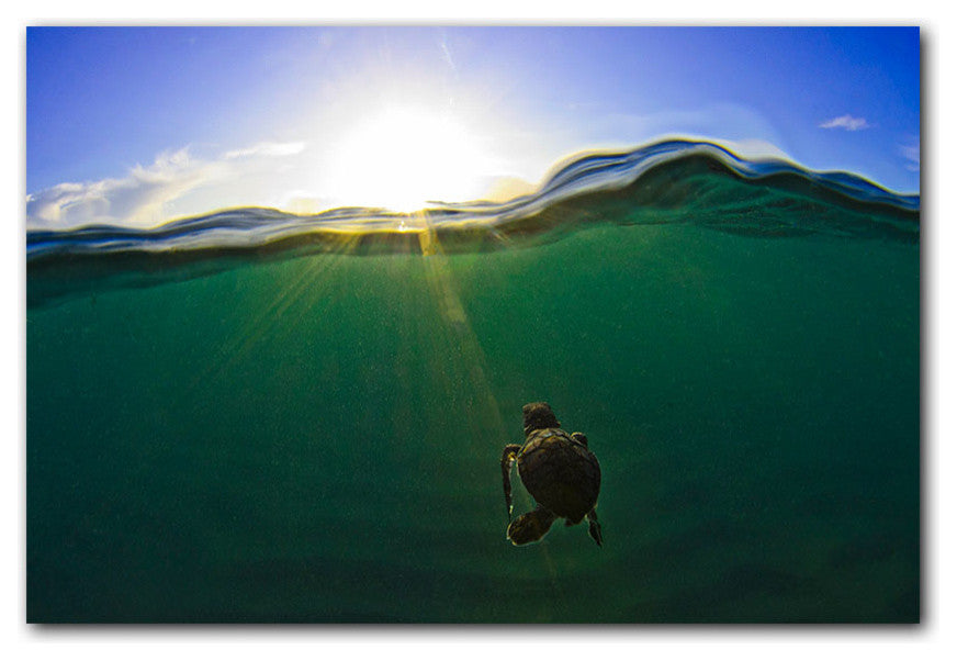 Ready2hangart Christopher Doherty Photography 'Turtle' Canvas Wall Art