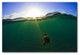 Ready2hangart Christopher Doherty Photography 'Turtle' Canvas Wall Art