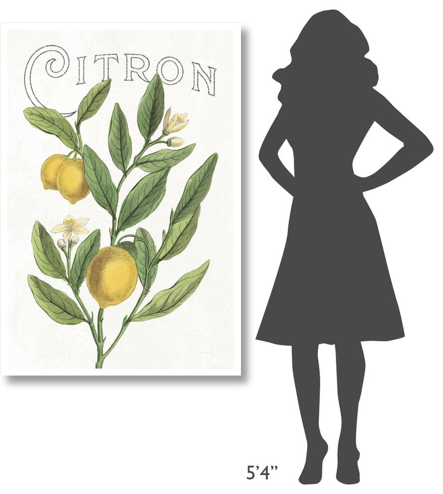 "Classic Citrus V v2" Digital Paper Print by Sue Schlabach, 34"x50"