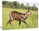 Waterbuck Antelope in Green Grass, African Canvas Art Print, 40"x30"