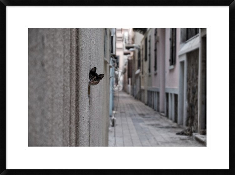 "Dantel Street Cat" Framed Digital Print by Ali Ayer, 32x24"