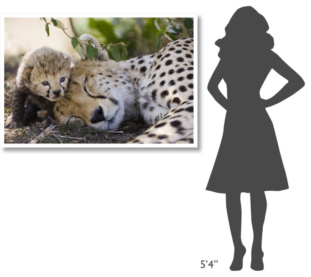 "Cheetah mother and seven day old cub, Maasai Mara Reserve" Paper Art, 50"x34"