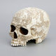 Skull Statue - Thistle Flying Dragon Coat Of Arms