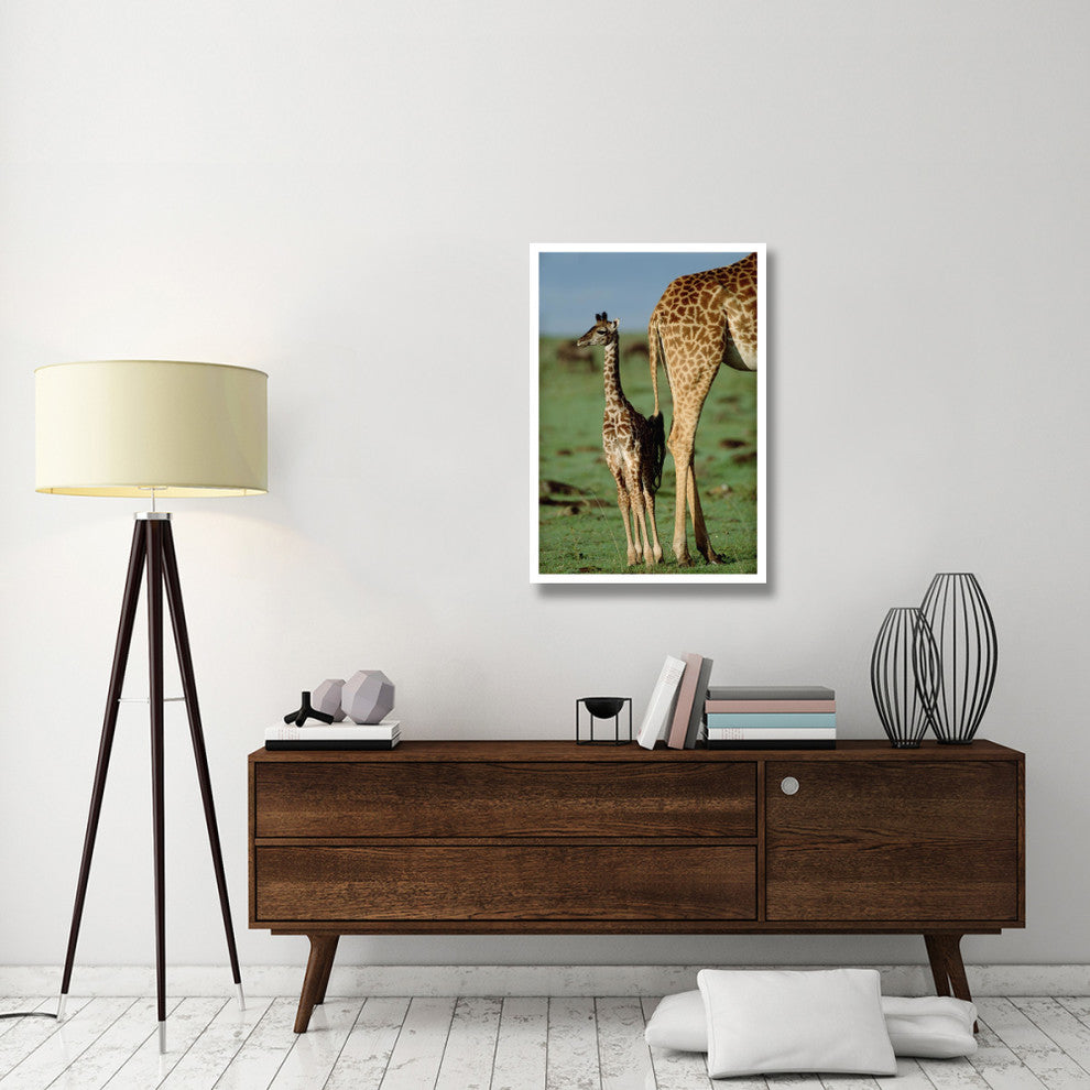 "Giraffe mother with young, Kenya" Paper Print by Tim Fitzharris, 26"x38"