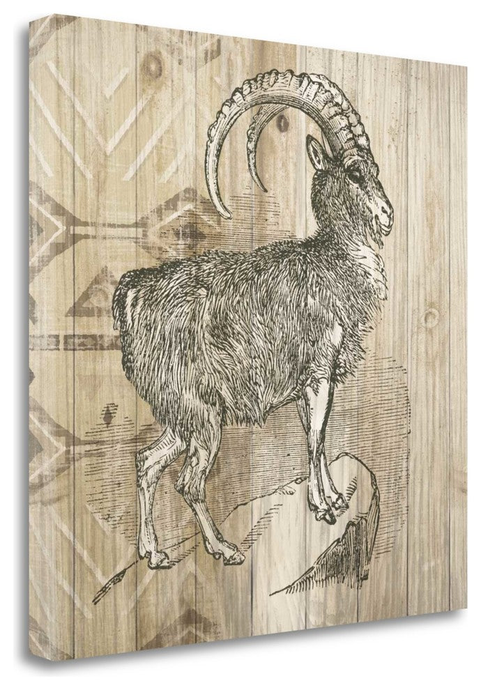 "Natural History Lodge VII" By Wild Apple Portfolio, Gallery Wrap Canvas