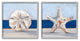 Sea Life Starfish Seashell Painting Beach Marine Animal, 2pc, each 17 x 17