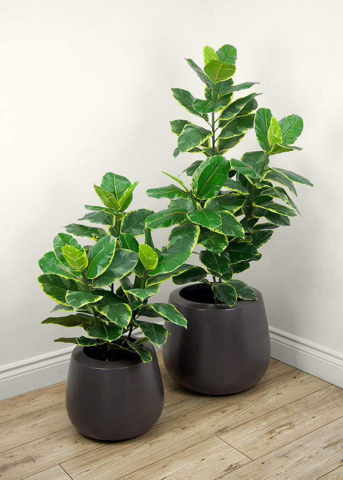 Faux Botanical Ficus Elastica in Green Finish 35 Inch Height