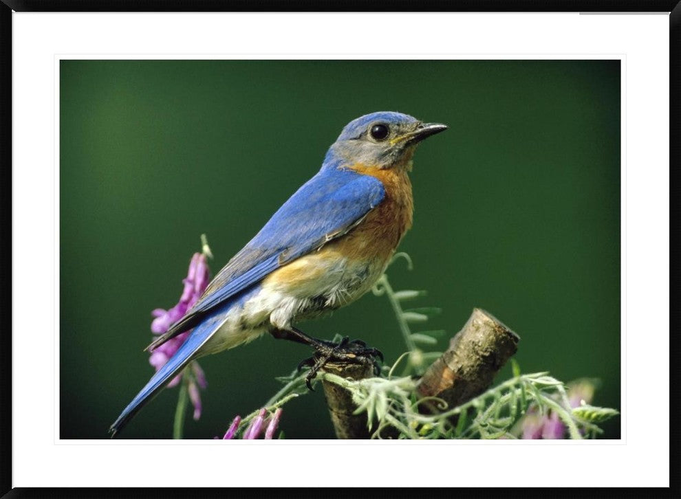 "Eastern Bluebird male portrait, Ontario, Canada"  by Tim Fitzharris, 44x32"