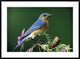 "Eastern Bluebird male portrait, Ontario, Canada"  by Tim Fitzharris, 44x32"