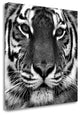 "Tiger" By Photoinc Studio, Giclee Print on Gallery Wrap Canvas, Ready to Hang