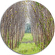 Pathway Through Fall Green Trees, Landscape Disc Metal Wall Art, 11"