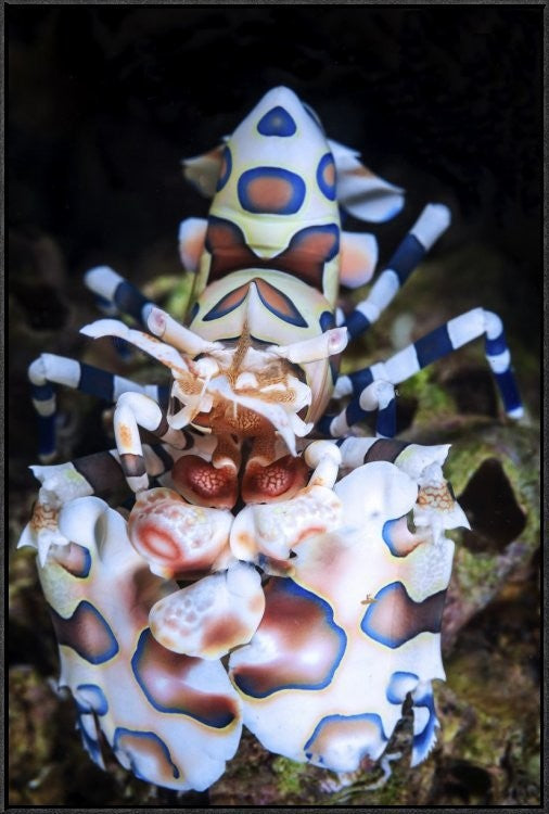 "Harlequin Shrimp" Framed Canvas Giclee by Barathieu Gabriel, 25x37"