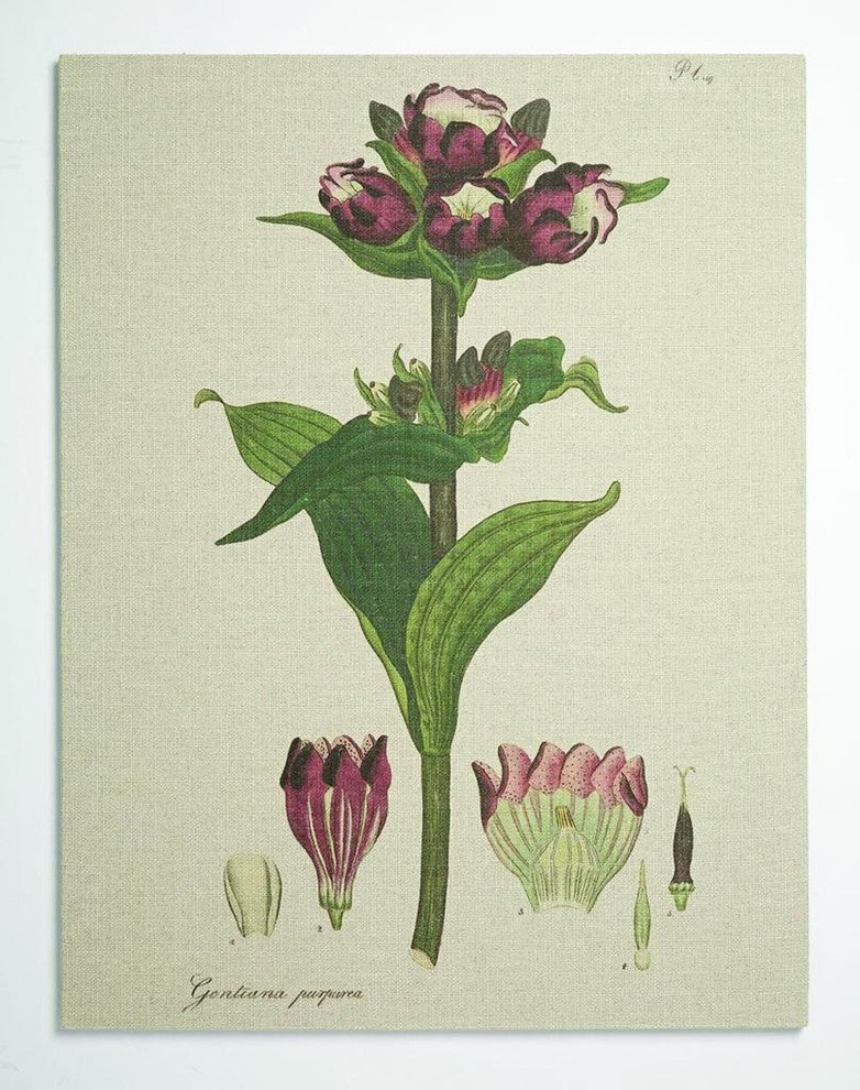 H Andrews Purple Gallery