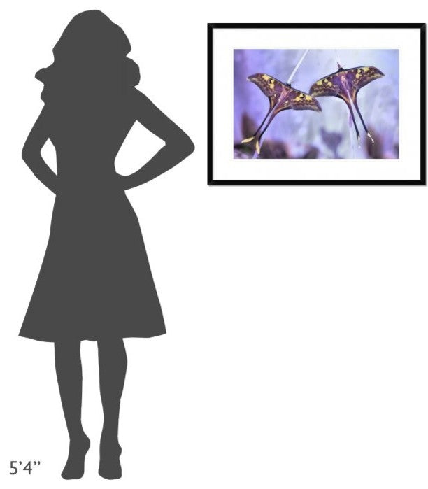 "Actias" Framed Digital Print by Jimmy Hoffman, 32x24"