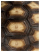 "Carapaced Motif III" Fine Art Piece